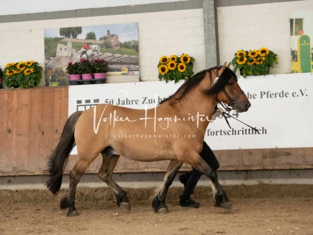 ZfdP Sommerkörung Grevenbroich 5