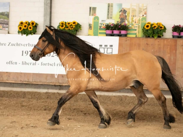 ZfdP Sommerkörung Grevenbroich 6