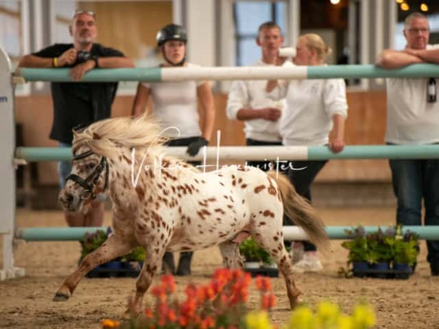 ZfdP Sommerkörung Grevenbroich 17