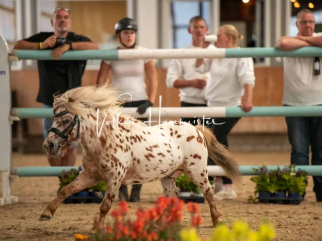 ZfdP Sommerkörung Grevenbroich 16