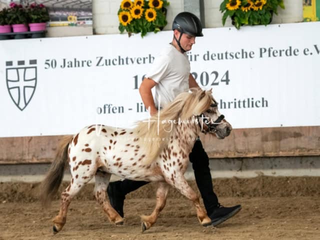 ZfdP Sommerkörung Grevenbroich 18
