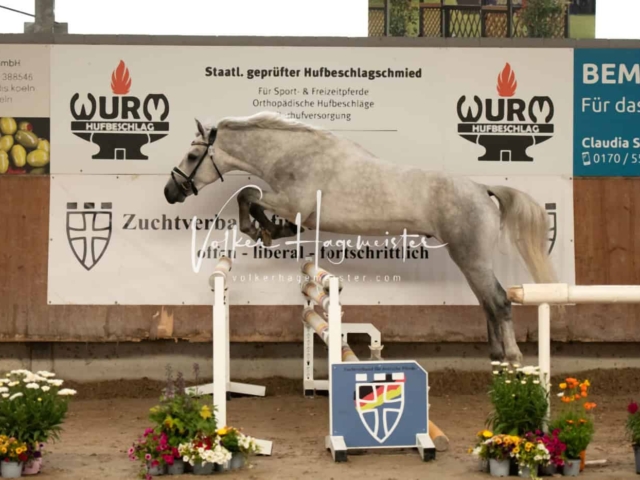 ZfdP Sommerkörung Grevenbroich 28