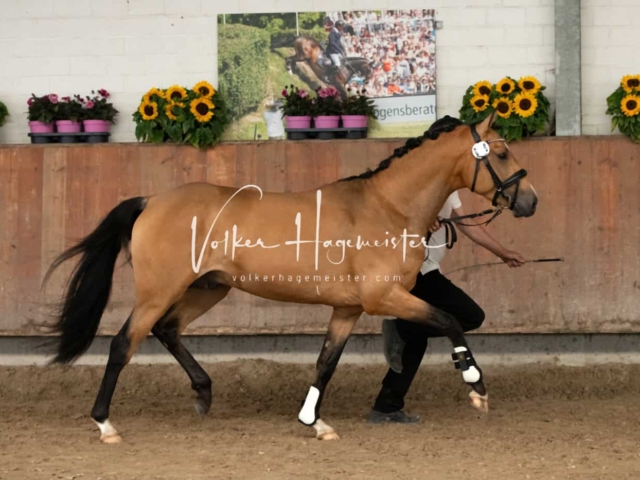 ZfdP Sommerkörung Grevenbroich 2