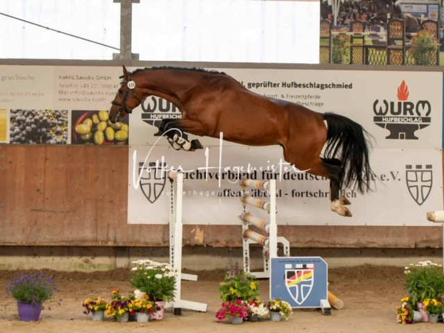 ZfdP Sommerkörung Grevenbroich 6