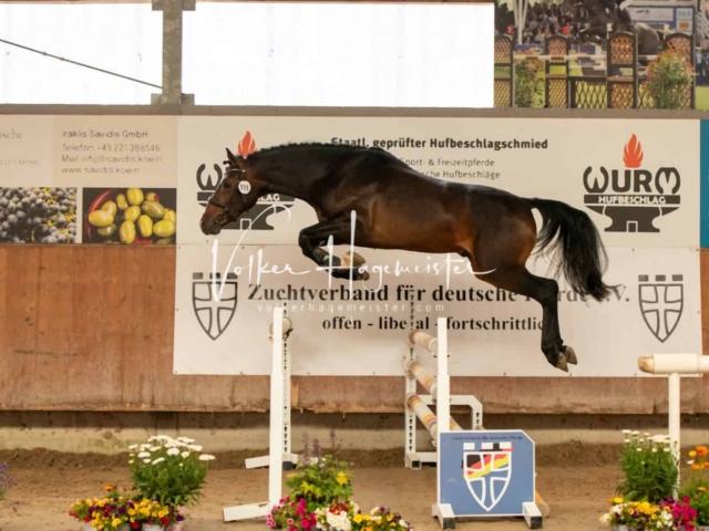 ZfdP Sommerkörung Grevenbroich 13