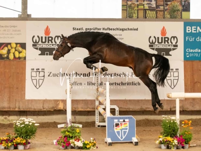 ZfdP Sommerkörung Grevenbroich 17