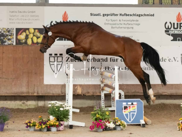 ZfdP Sommerkörung Grevenbroich 21