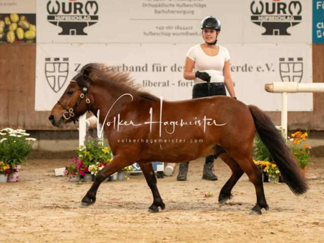 ZfdP Sommerkörung Grevenbroich 19