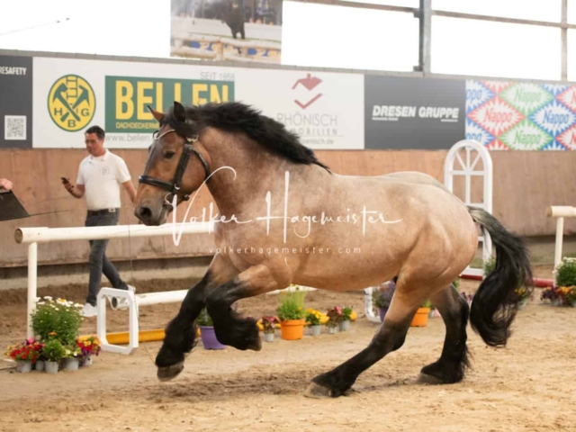ZfdP Sommerkörung Grevenbroich 27