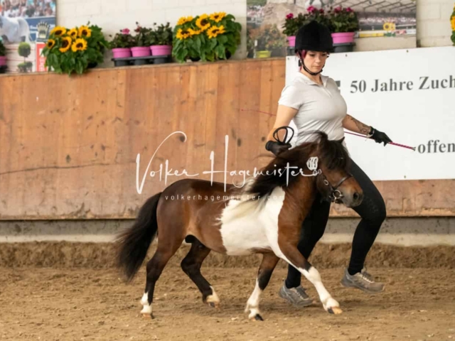ZfdP Sommerkörung Grevenbroich 4