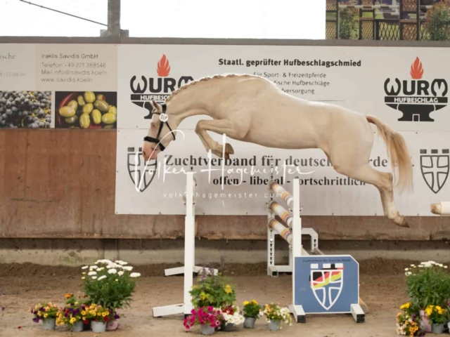 ZfdP Sommerkörung Grevenbroich 28