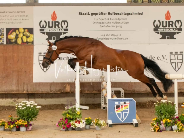 ZfdP Sommerkörung Grevenbroich 2
