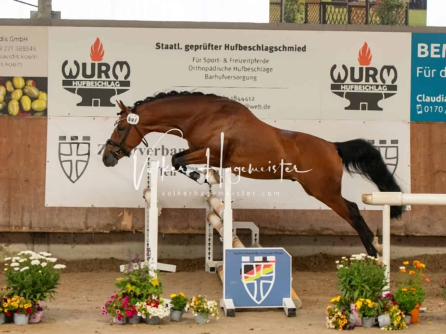 ZfdP Sommerkörung Grevenbroich 3