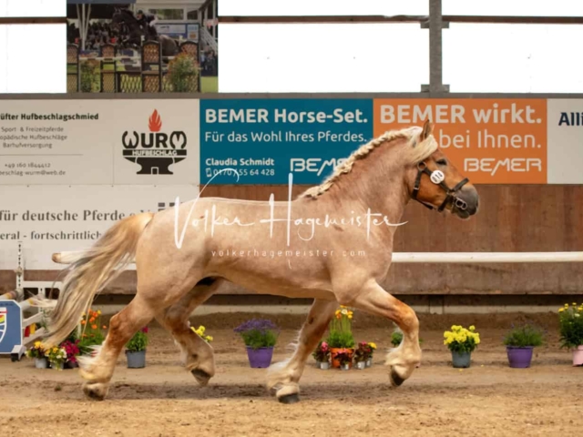 ZfdP Sommerkörung Grevenbroich 17