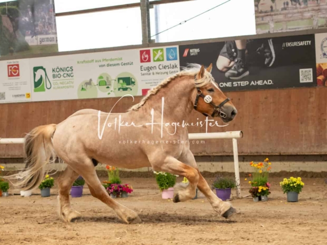 ZfdP Sommerkörung Grevenbroich 18