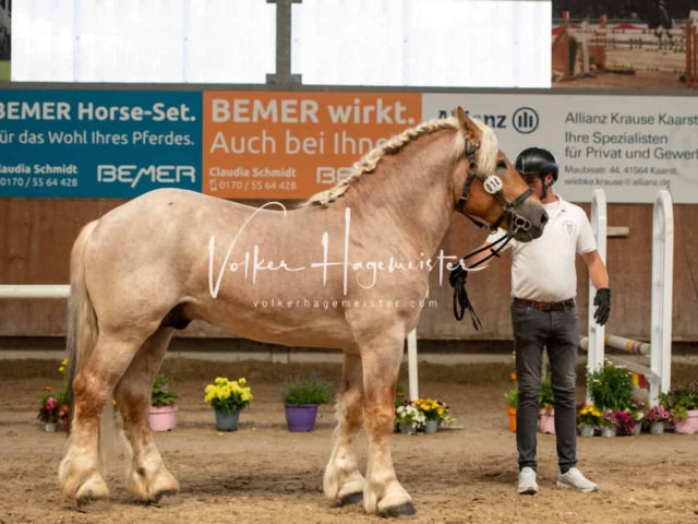 ZfdP Sommerkörung Grevenbroich 19