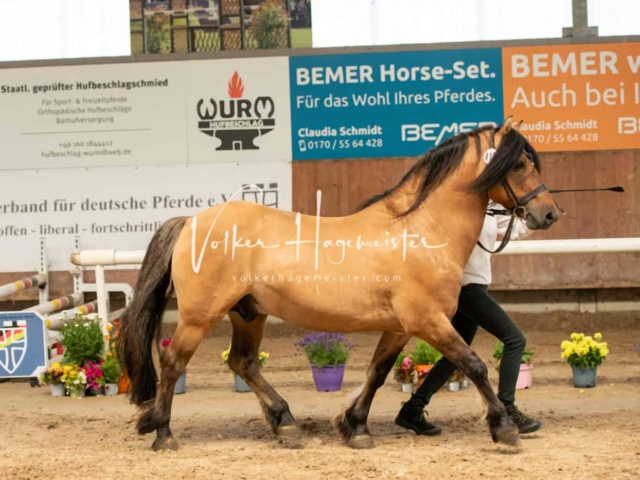 ZfdP Sommerkörung Grevenbroich 21