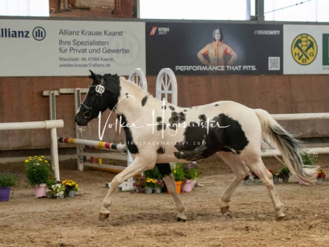 ZfdP Sommerkörung Grevenbroich 11