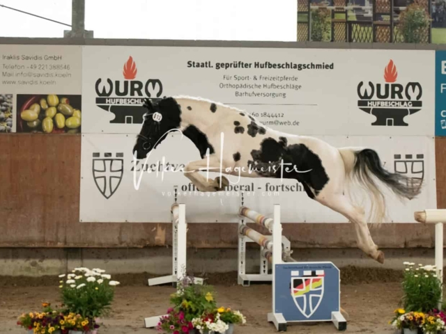 ZfdP Sommerkörung Grevenbroich 12
