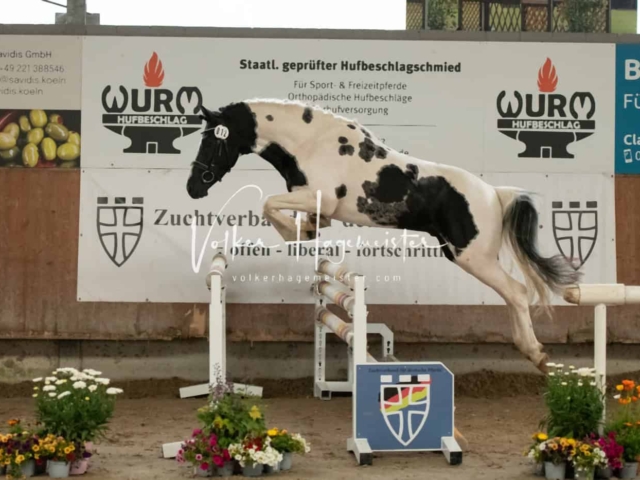 ZfdP Sommerkörung Grevenbroich 13