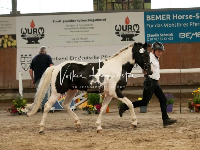 ZfdP Sommerkörung Grevenbroich 14