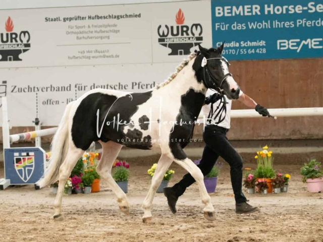 ZfdP Sommerkörung Grevenbroich 15