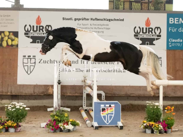 ZfdP Sommerkörung Grevenbroich 10
