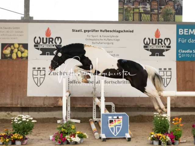 ZfdP Sommerkörung Grevenbroich 11