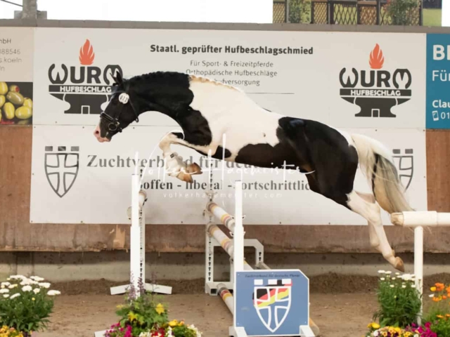 ZfdP Sommerkörung Grevenbroich 12