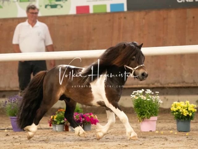 ZfdP Sommerkörung Grevenbroich 18
