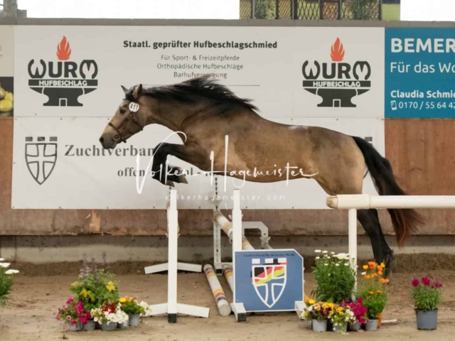 ZfdP Sommerkörung Grevenbroich 30