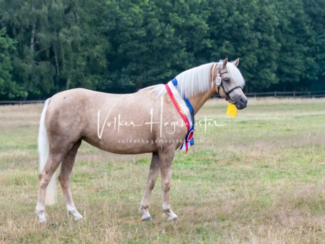 PSB Eliteschau Siegerstuten 8