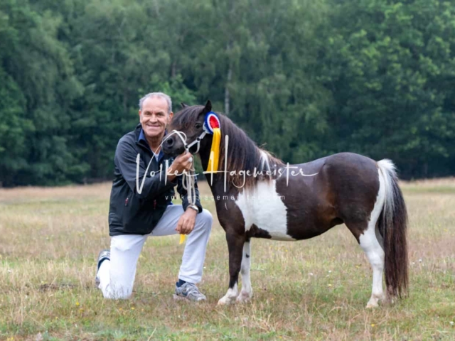 PSB Eliteschau Siegerstuten 11