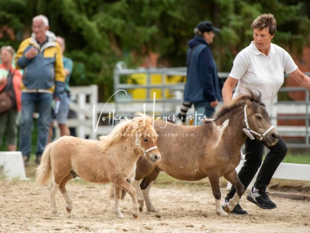 ZfdP Landesschau Fohlenchampionat 16