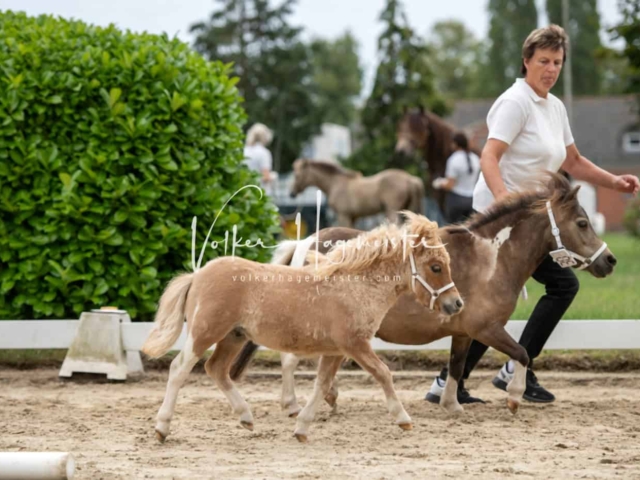 ZfdP Landesschau Fohlenchampionat 17