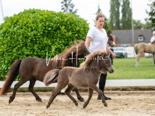 ZfdP Landesschau Fohlenchampionat 2