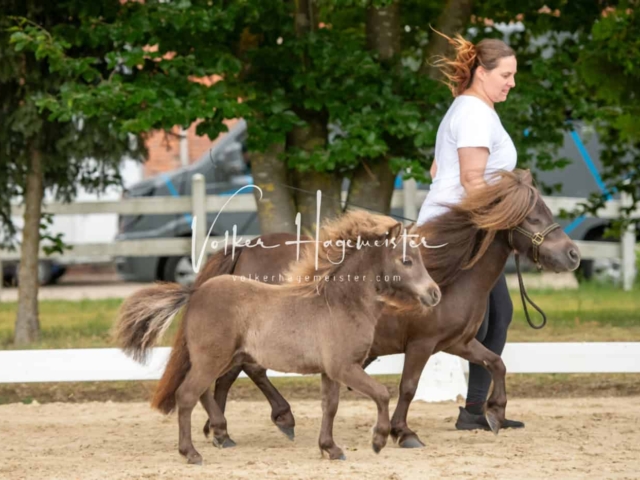 ZfdP Landesschau Fohlenchampionat 6