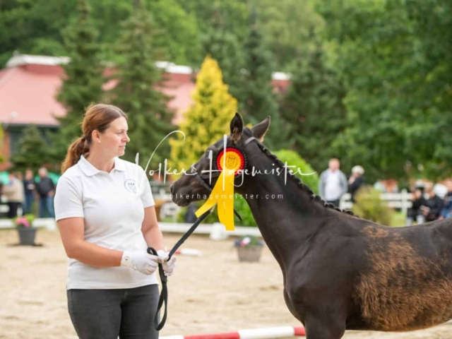 ZfdP Landesschau Fohlenchampionat 10