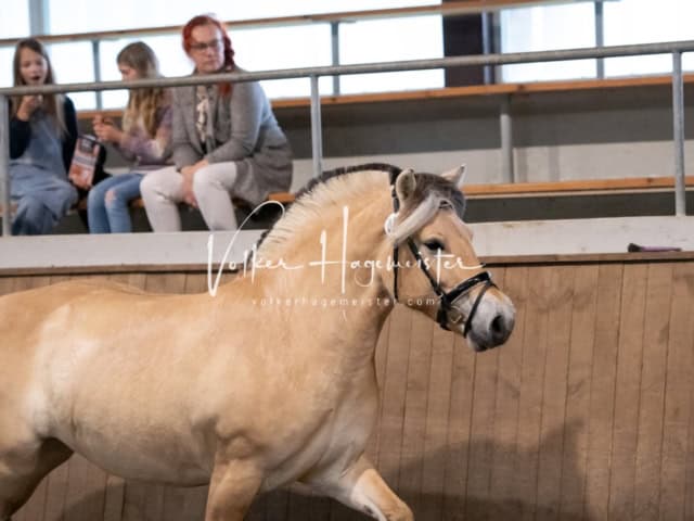 PSB Eliteschau SPS Anwärterinnen 14