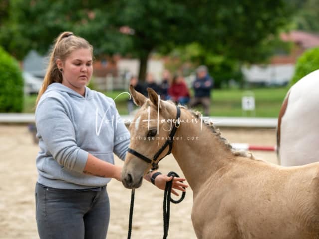 ZfdP Landesschau Fohlenchampionat 17