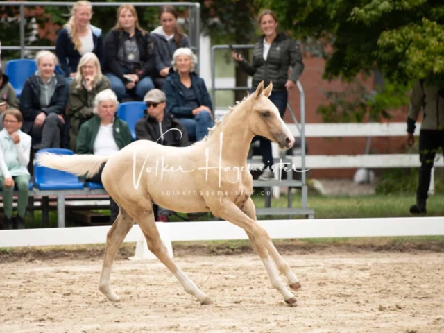 ZfdP Landesschau Fohlenchampionat 17