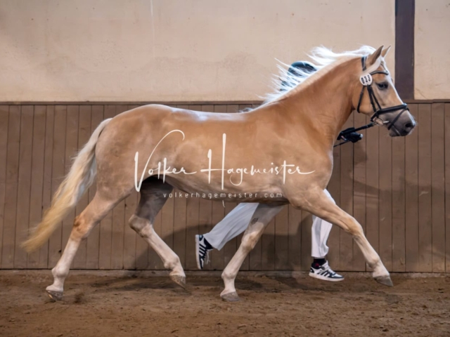 PSB Eliteschau Siegerstuten 23