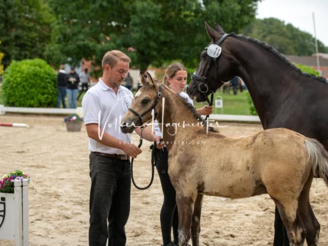 ZfdP Landesschau Fohlenchampionat 16