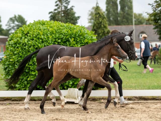ZfdP Landesschau Fohlenchampionat 6