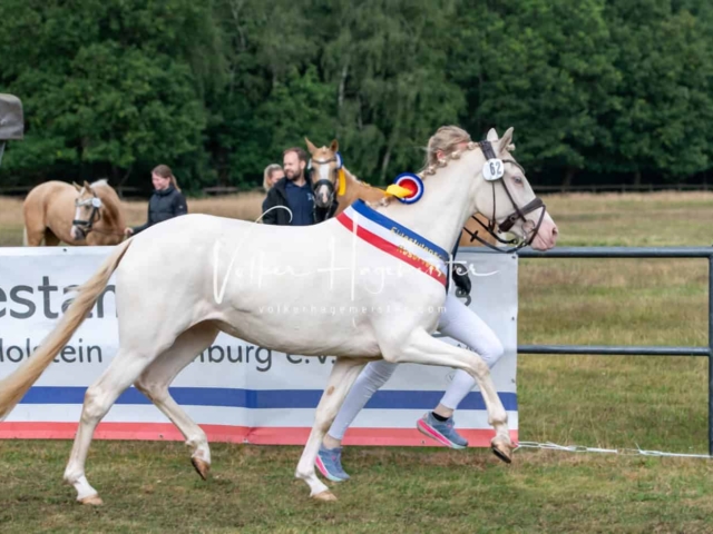 PSB Eliteschau Siegerstuten 4