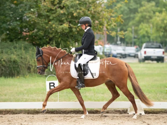 ZfdP Bundesturnier Champions 24