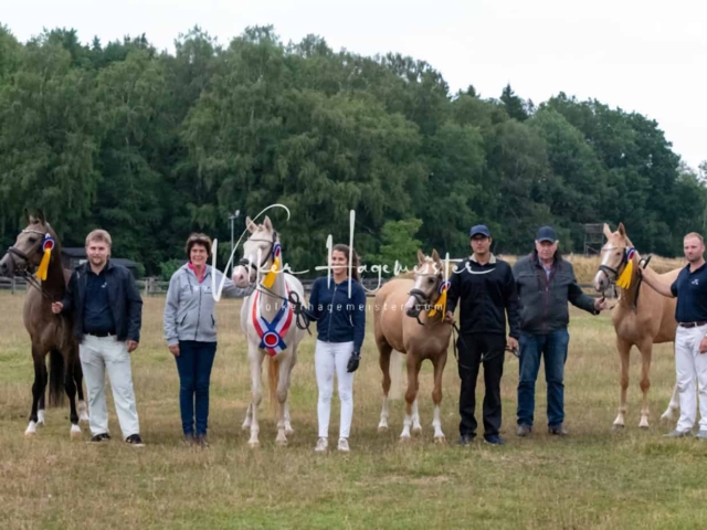PSB Eliteschau Siegerstuten 6