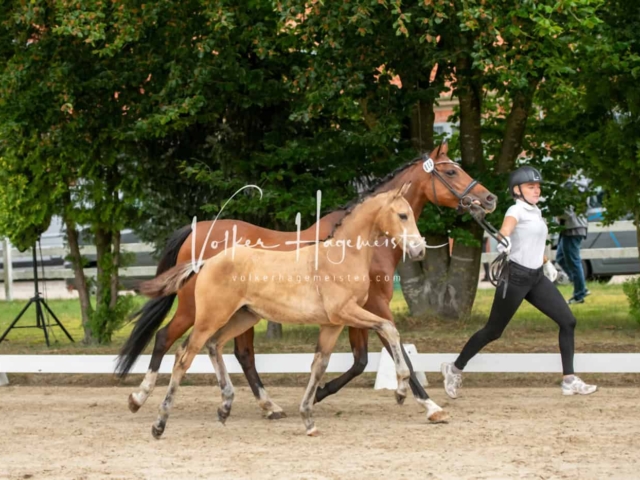 ZfdP Landesschau Fohlenchampionat 12