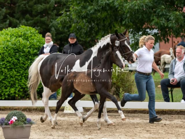 ZfdP Landesschau Fohlenchampionat 22