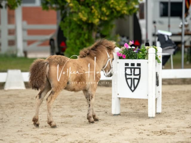 ZfdP Landesschau Fohlenchampionat 30